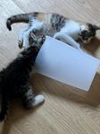 kattungar söker sina hem