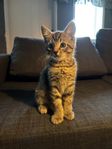 lekglad hankatt söker nytt hem