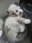 Ragdoll blanding.