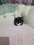 Kattungar till salu