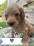 Multigenerations labradoodle 