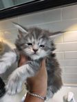 Maine coon med stamtavla