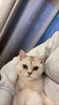 British shorthair/Scotish straight hona söker nytt hem