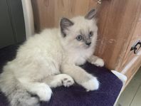 gosigaste ragdollblandning