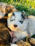 Supersöta Aussie/ mittlespitz/ lapphund valpar
