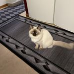 katt
