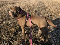 Shar Pei SKK stamtavla 