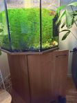 Fisk med akvarium 