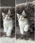 Sibirisk kattunge