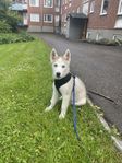 Hund