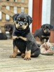 Rottweiler valp (hane) 