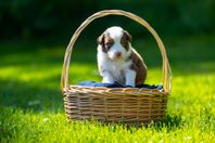 Australian Shepherd valp 