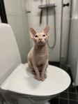 sphynx fodervärd 