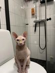 Sphynx hane 