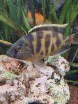 Venustus 