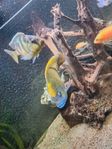 Venustus 