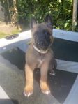 skk Malinois valpar lev 18/7 4 hanar