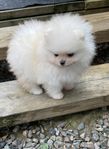 Pomeranian valp reg I skk
