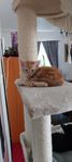 kattungar