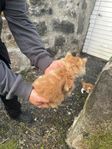 kattunge