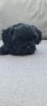 shihtzu valpar