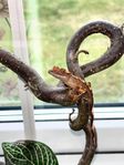 ögonfransgecko bebis