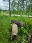 Galt och sugga. Grisar 