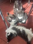 Sociala tama kattungar