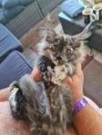 Maine Coon Main Coon Mainecoon kitten tjej sköldpadd