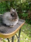 kaninungar Hermelin fuchs, Belgisk hare, Angora