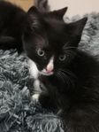Kattunge ragdollmix