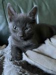 Manxkattungar