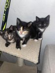 Kattungar 