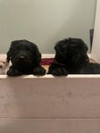 Labradoodle & Goldendoodle valpar leveransklara v30