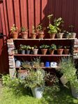 Designlampor i nordisk stil