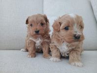 Maltipoo valpar//Malteser &ToyPudel 