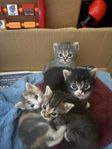 Kattungar 