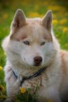 Samojed och Siberian Husky