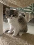 Ragdoll/MaineCoone
