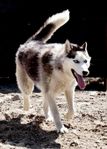 Siberian husky slädhundar
