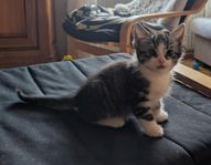 kattunge 