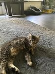 Maine coon renrasiga (hälsotestade föräldrar)