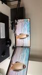 gaming dator setupp