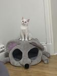 Katt
