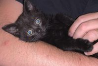 Kattunge