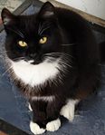 katt omplacering