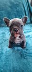 fransk bulldog