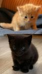 Kattungar till salu
