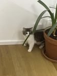 katt ungar 