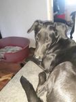 shcäfer och labrador tik